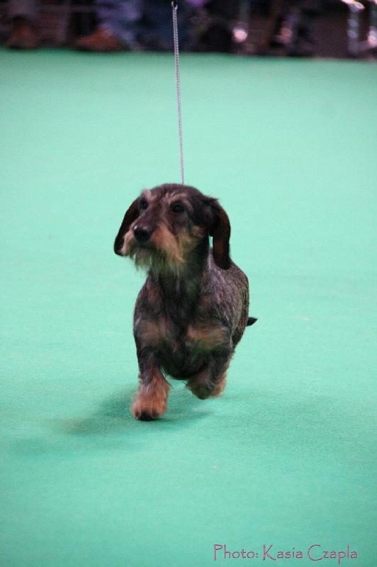 Crufts2011_2 1619.jpg